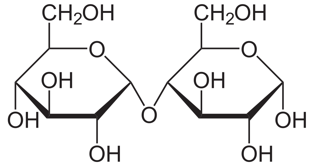 Définition Maltose